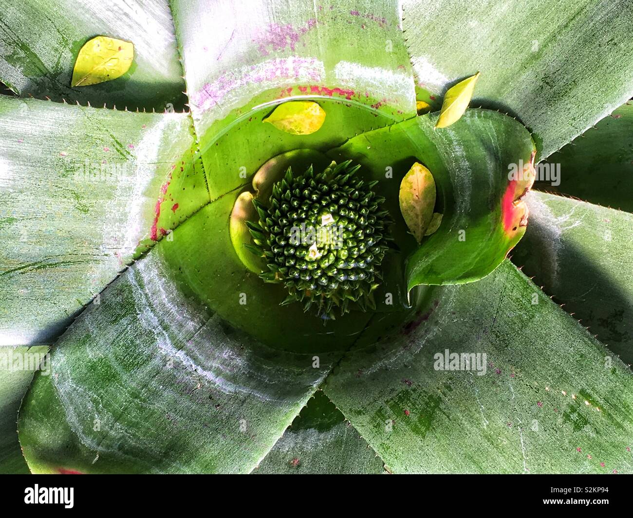 Perfect bromeliad plant with small white flowers. Stock Photo