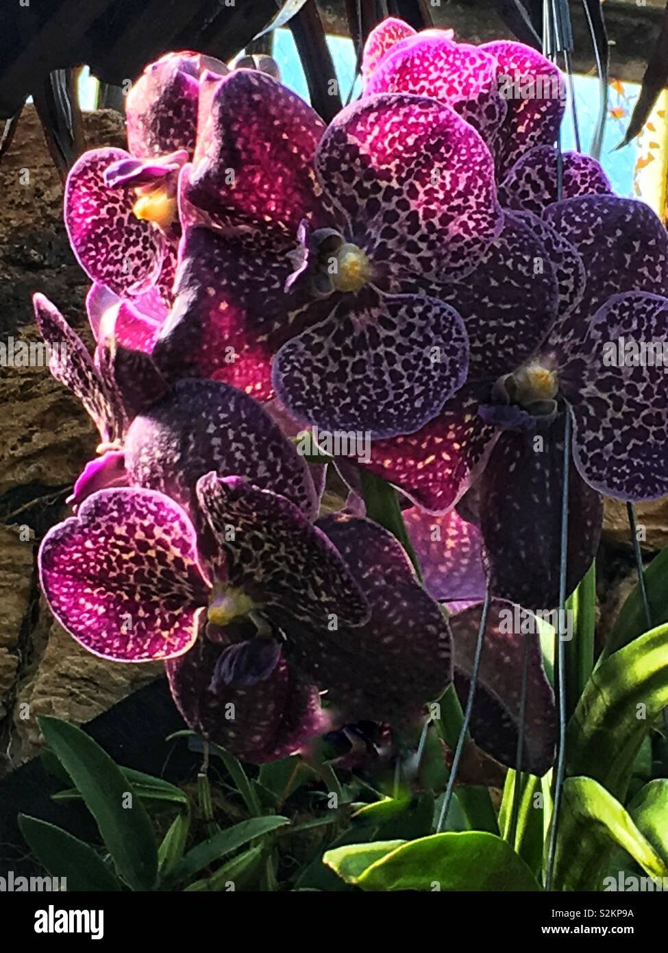 Perfect rare purple orchid flower in full bloom Stock Photo Alamy
