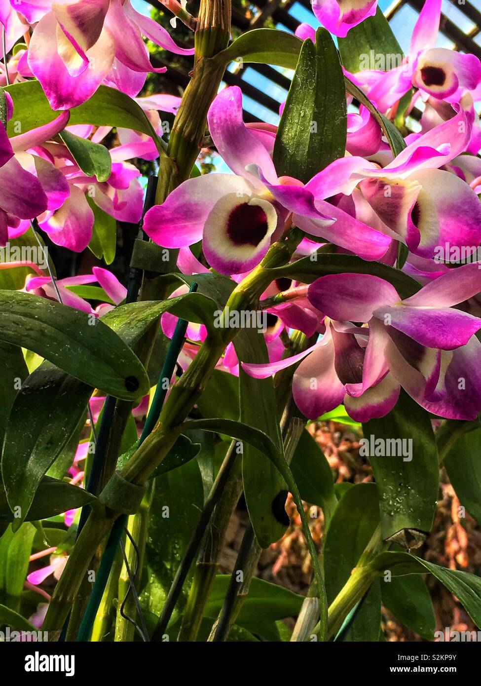 Interesting orchids hi-res stock photography and images - Alamy