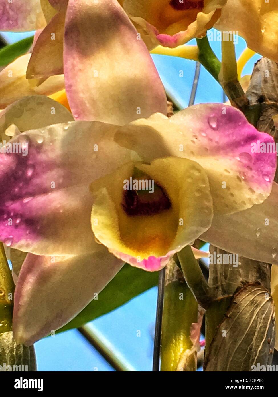 Closeup of a perfect rare pink and orange orchid in full bloom growing in the garden. - Smartphone Captured Stock Image