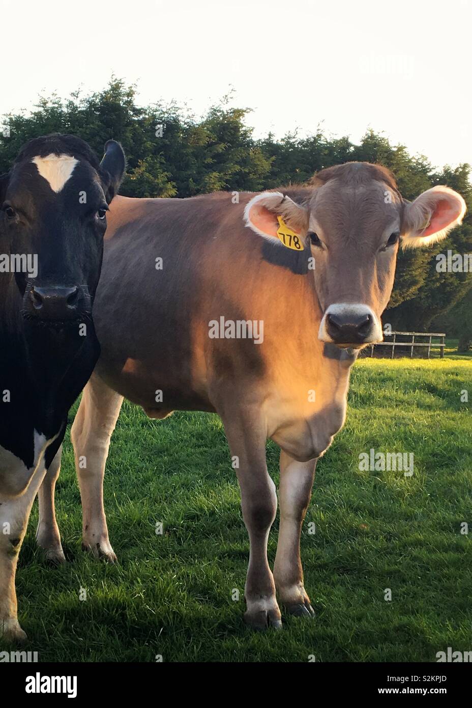Curious cows - Smartphone Captured Stock Image