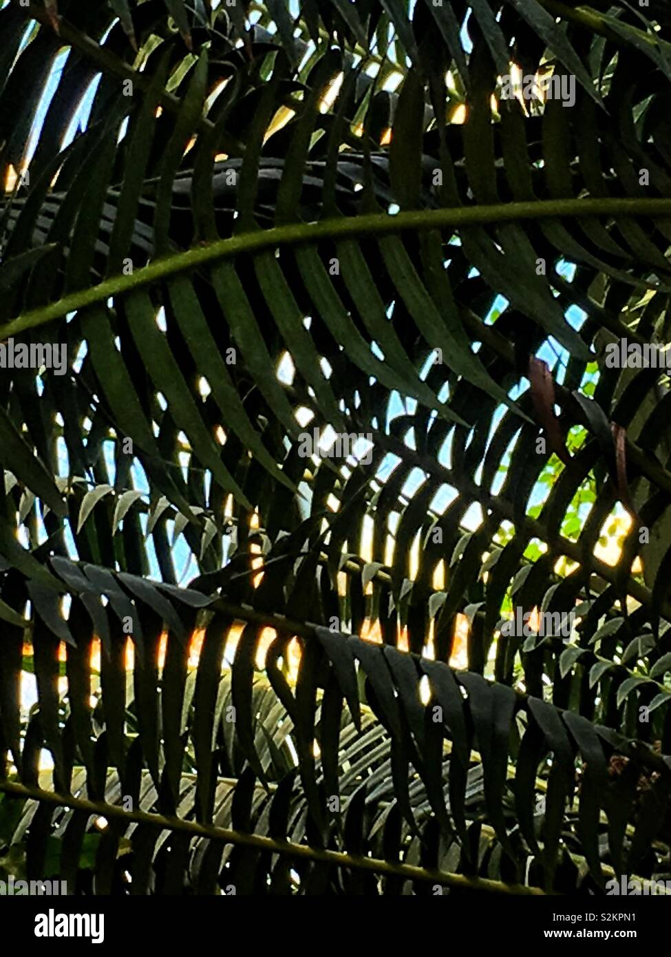 Full frame of fresh green Dioon spinulosum, giant dioon, and gum palm tree fronds growing in a garden. - Smartphone Captured Stock Image