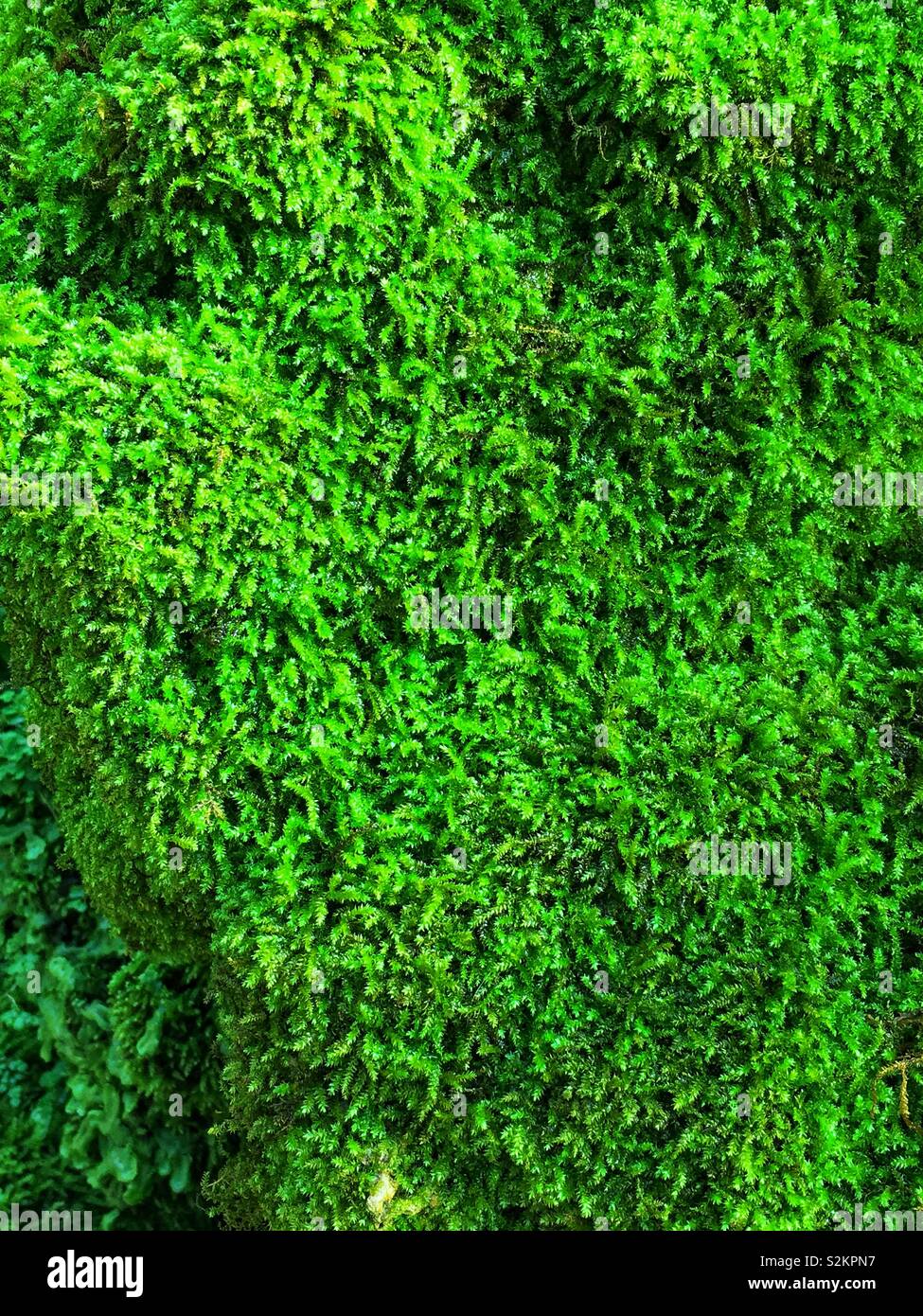 Full frame of tiny green moss. - Smartphone Captured Stock Image