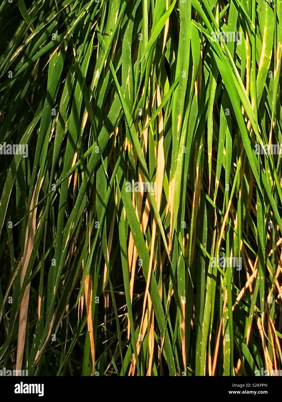 Fresh green growing Mexican weeping bamboo, Otatea acuminata. - Smartphone Captured Stock Image