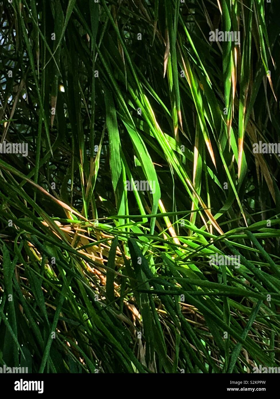 Fresh green Mexican weeping bamboo, Otatea acuminata. - Smartphone Captured Stock Image