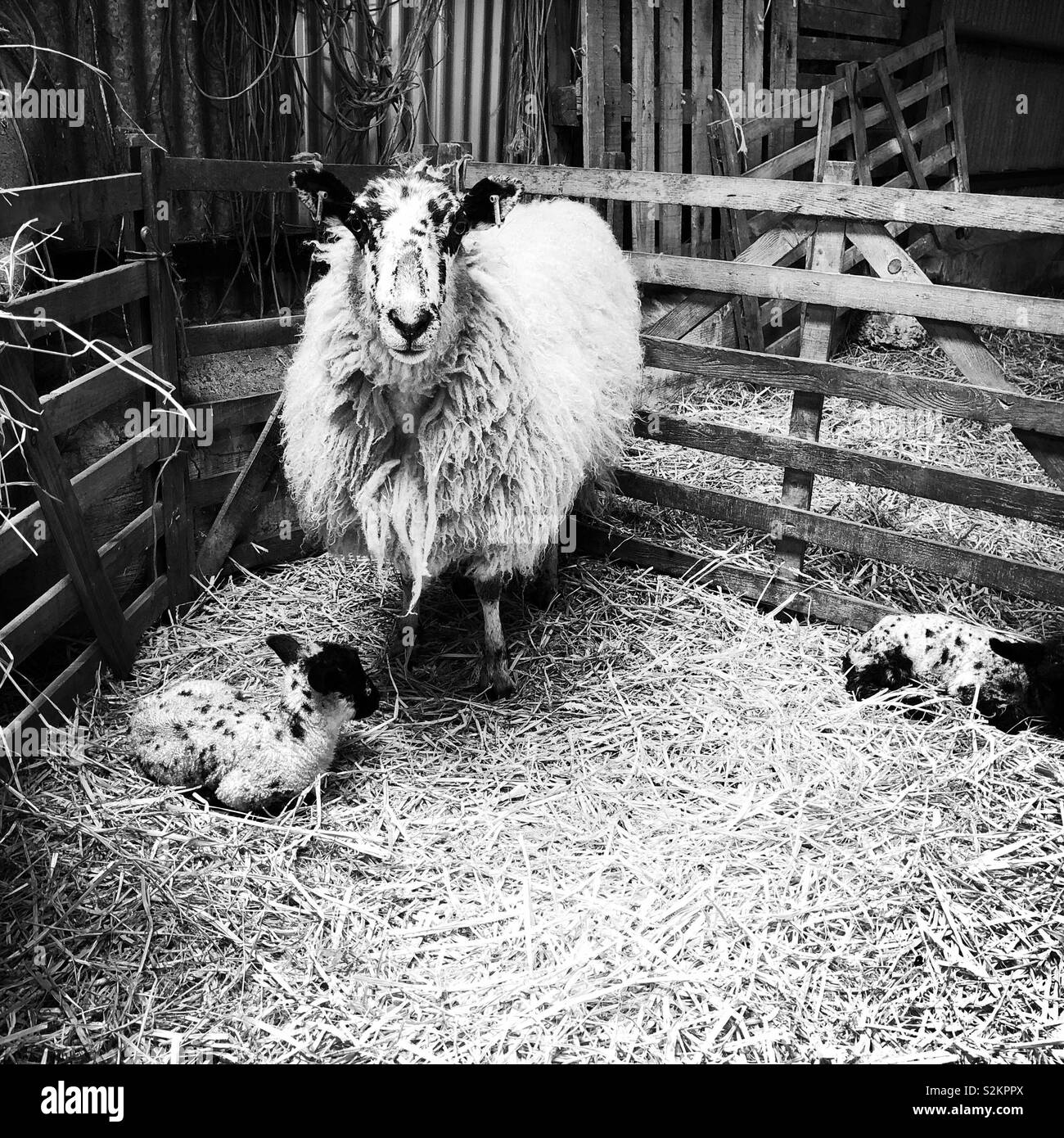 North Country Mule ewe with her new born lambs in spring, United Kingdom - Smartphone Captured Stock Image