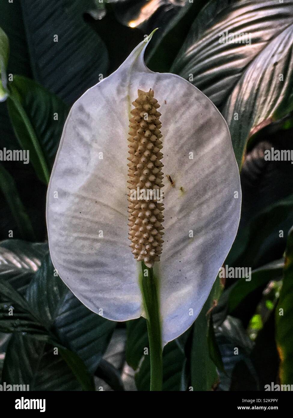 calathea foto Calathea ornata 'Beauty Star' – Mari's Gardens main image 1