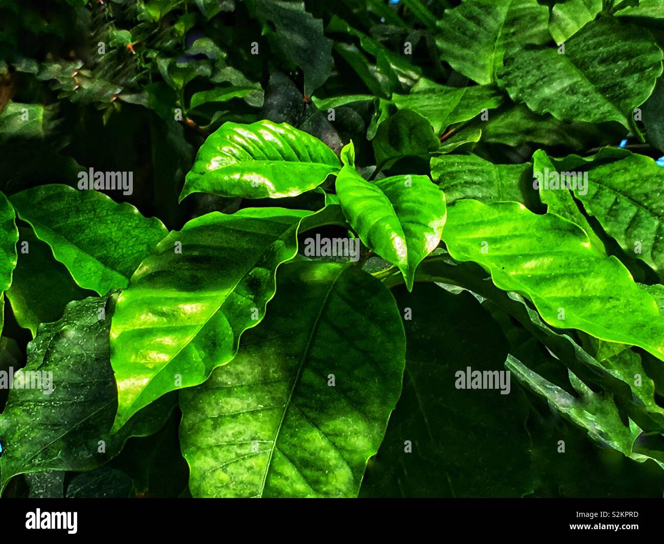 Fresh green growing coffee coffea arabica leaves on the branch. Stock Photo