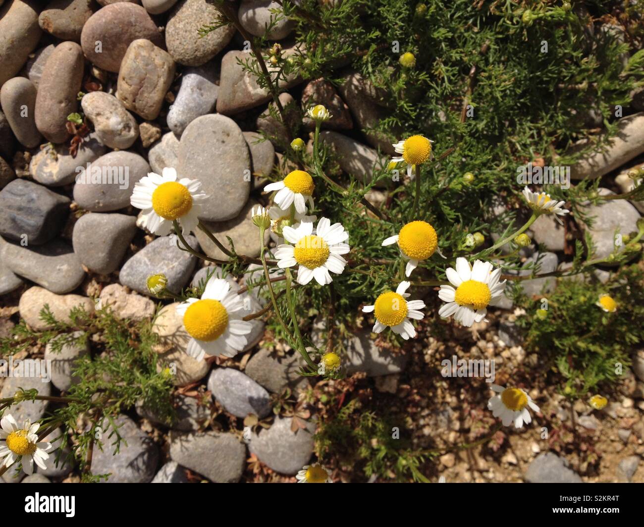 Chamomile (Matricaria chamomilla) Plant on blossom - Smartphone Captured Stock Image