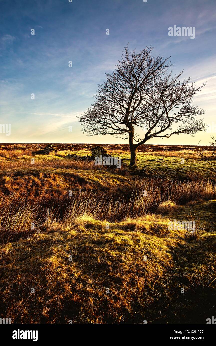 A vertical landscape image of a lone tree standing in heathland on moors in a deserted area at sunset. Sunset view of the Peak District National Park in Derbyshire UK - Smartphone Captured Stock Image