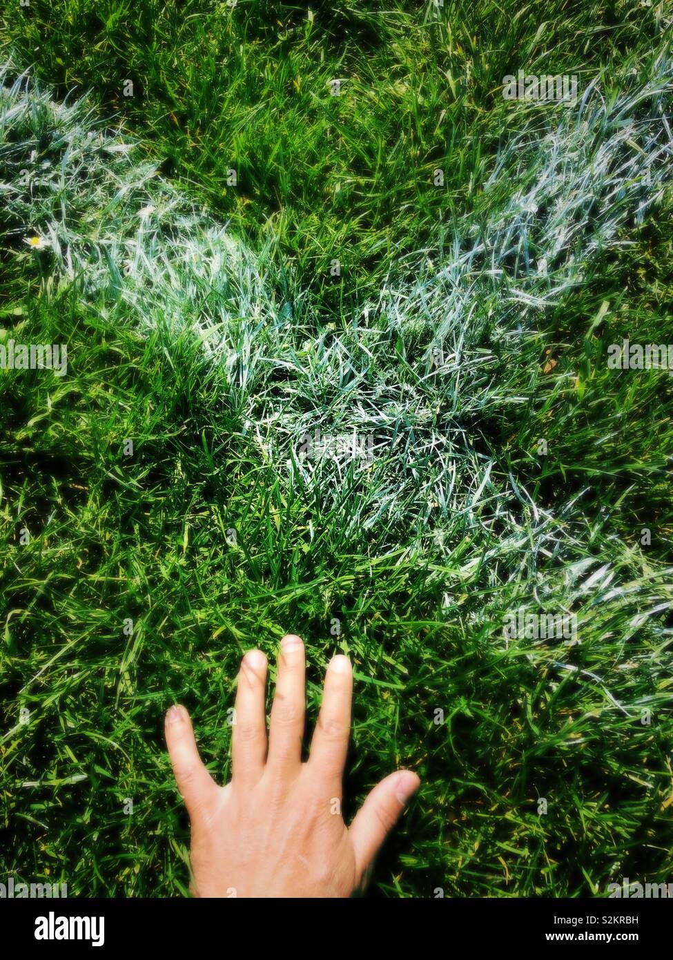 11,135 Hand Touching Grass Stock Photos, High-Res Pictures, and Images -  Getty Images