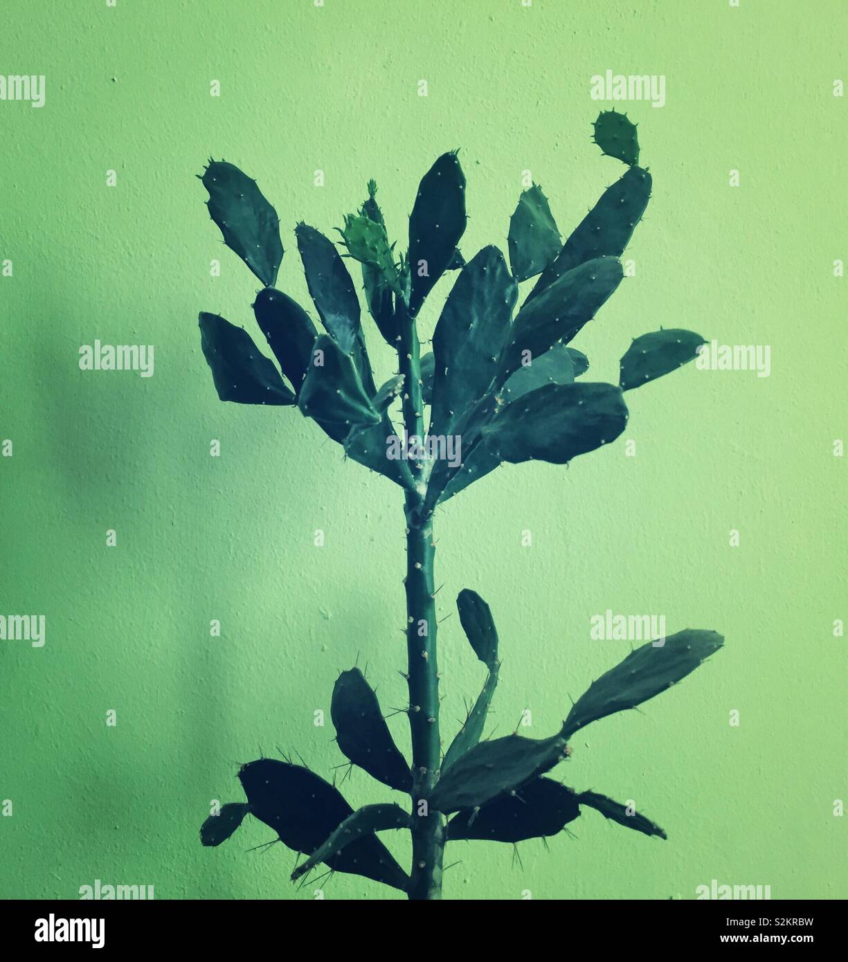 Cactus plant against green background - Smartphone Captured Stock Image