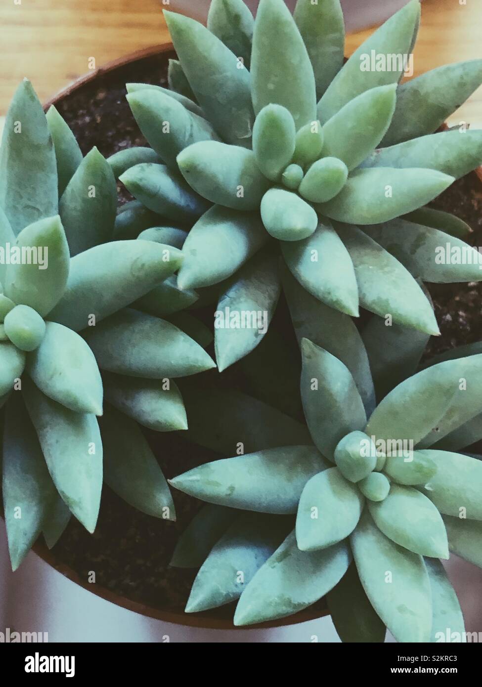 Closeup of a succulent plant Stock Photo