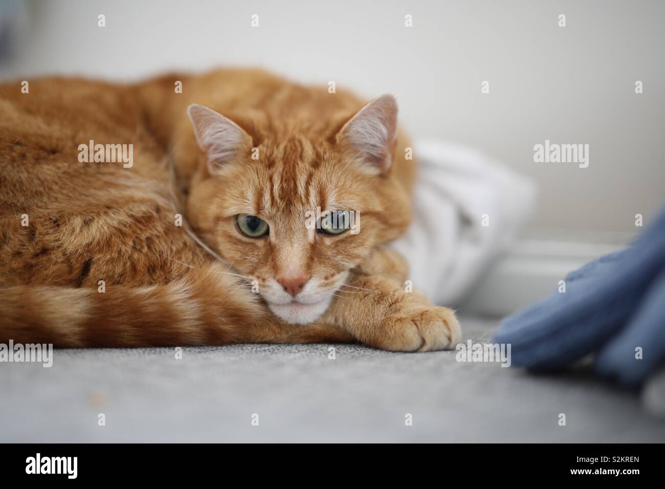 Tail tucked hires stock photography and images Alamy