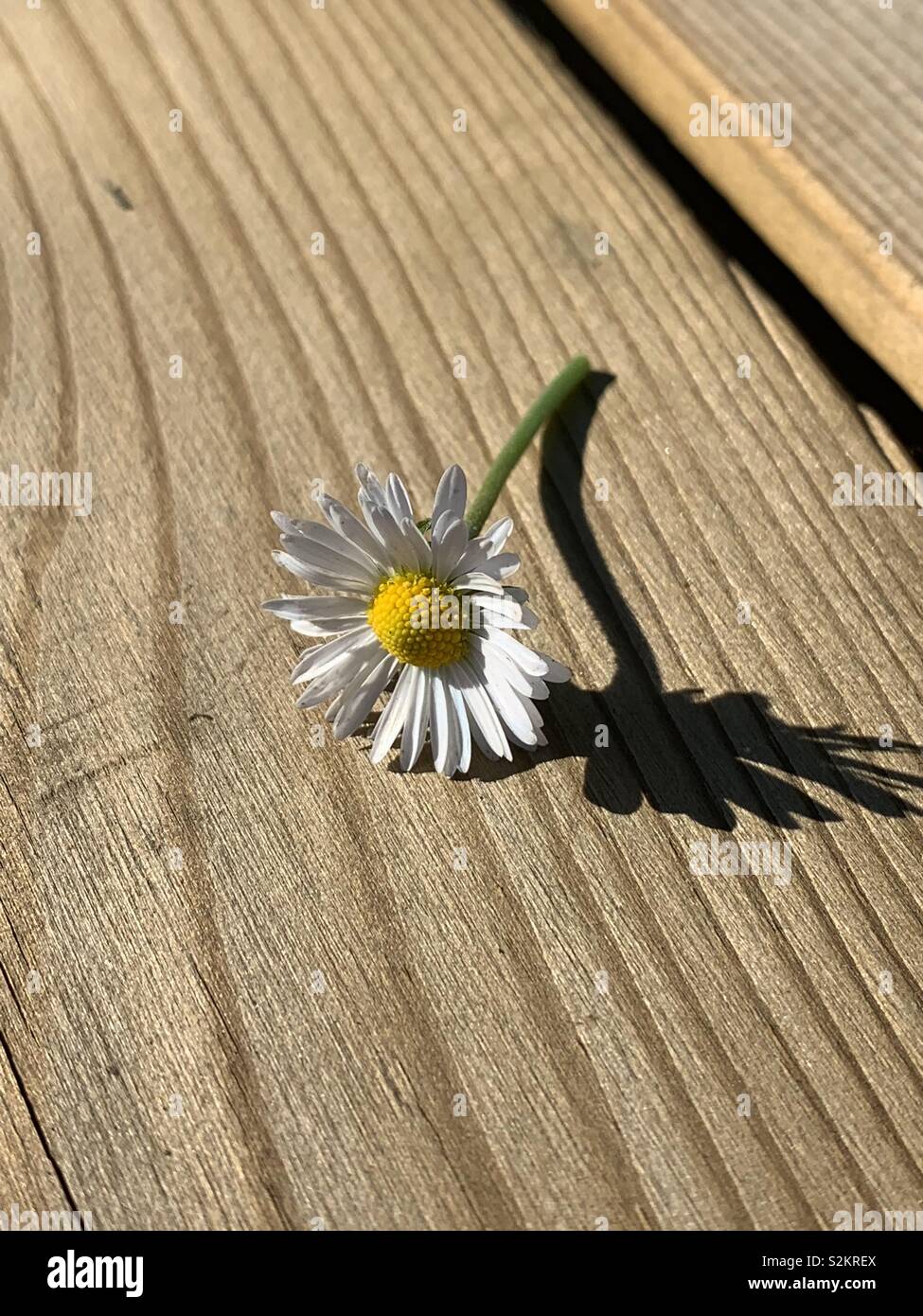 A freshly picked daisy resting on a wooden bench in sunlight casting a  shadow on to the wooden bench Stock Photo - Alamy