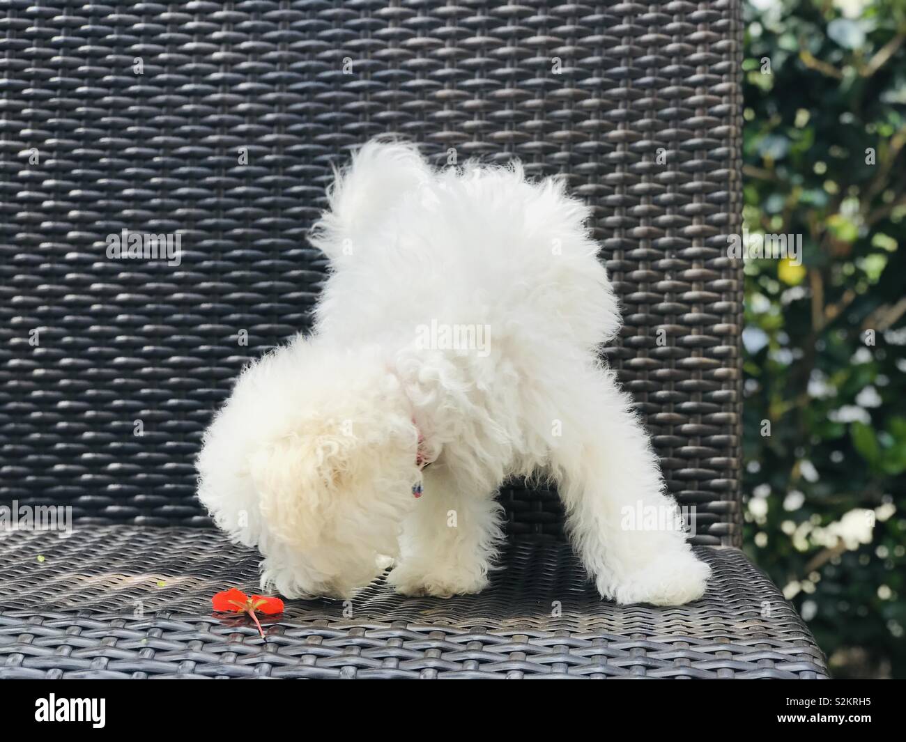 Furry white puppy sniffing little bright red flower on dark outdoor chair in leafy garden. Stock Photo