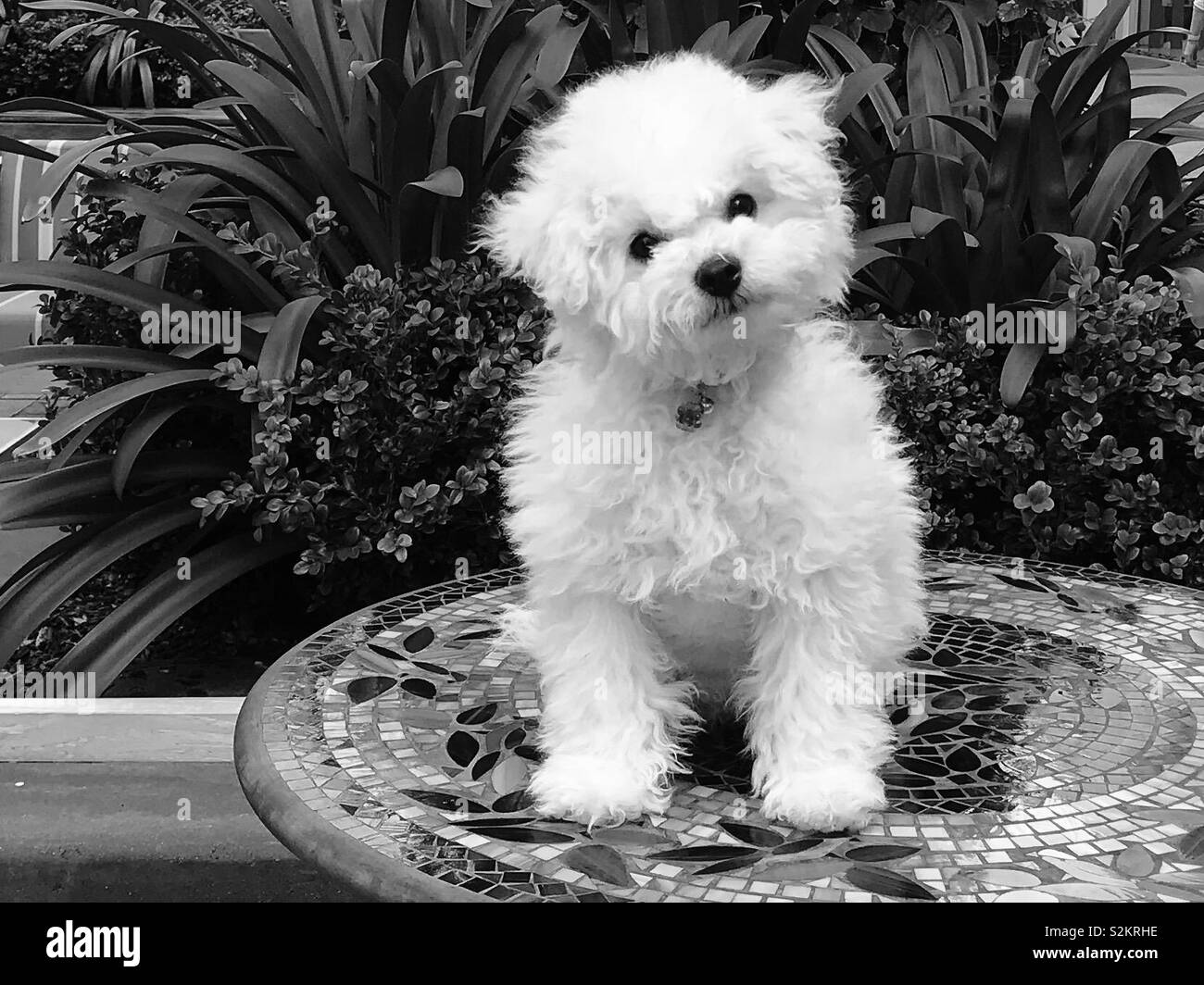 Monochrome photo of furry white puppy sitting on mosaic table with garden behind. Stock Photo