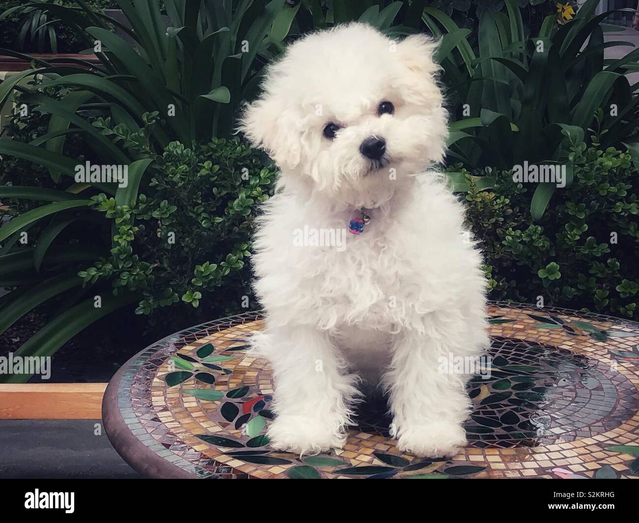 Colorful outdoorsy tones garden setting with mosaic tile table top and white furry puppy sitting upon it. Stock Photo
