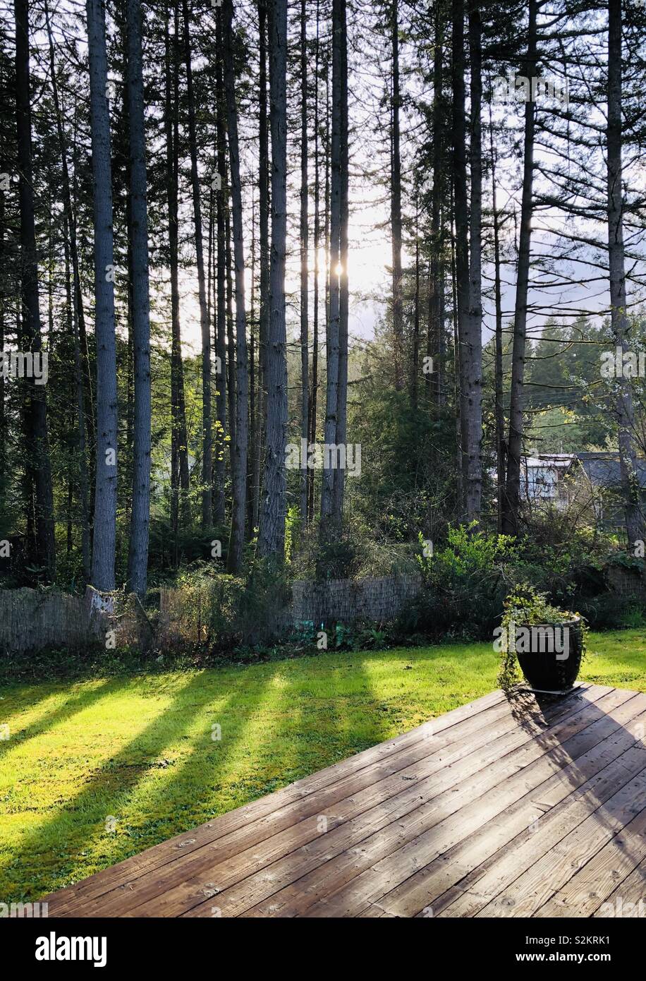 Tall trees and shadows in yard Stock Photo Alamy