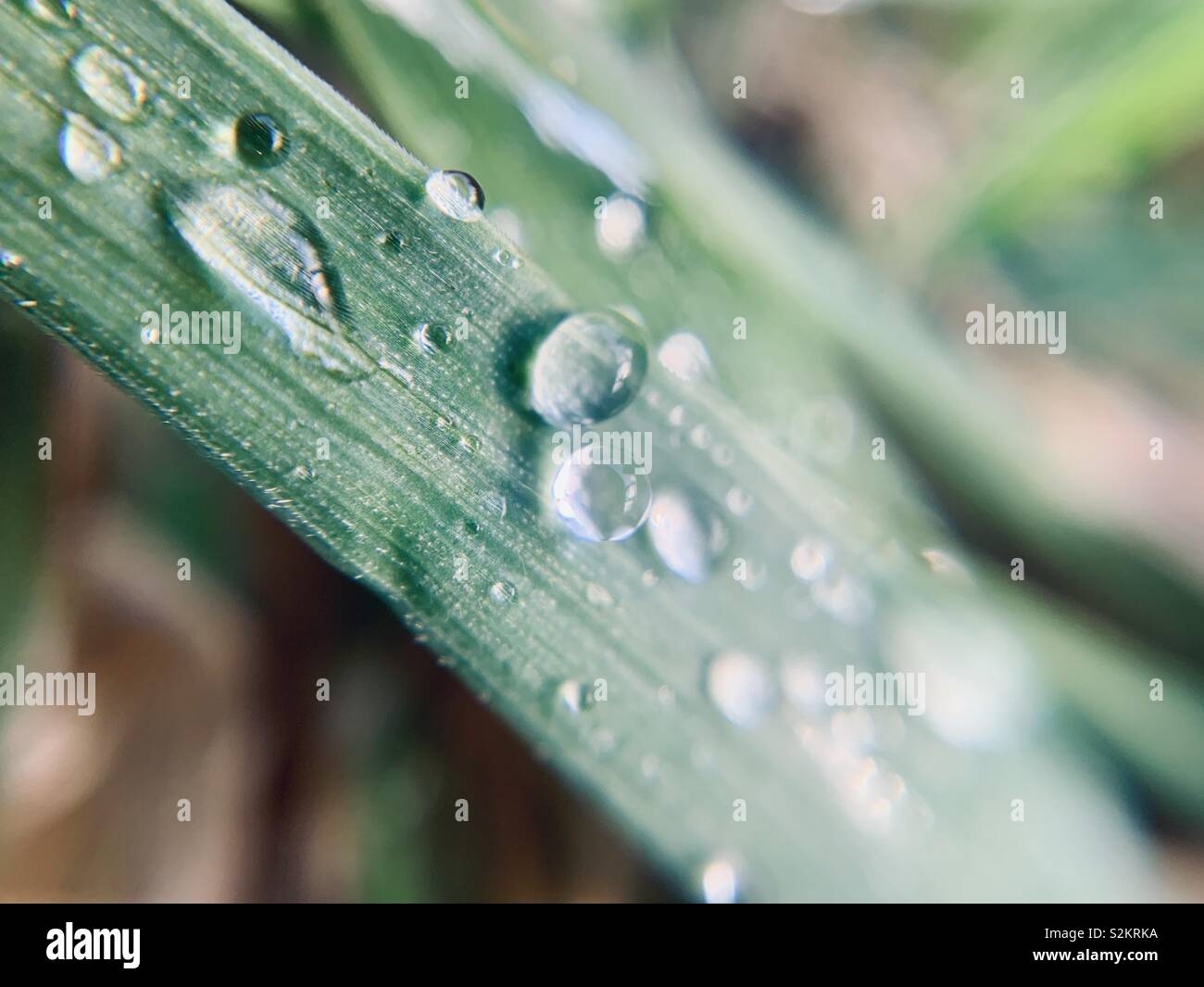 Spring raindrop droplets on blades of grass, macro photography - Smartphone Captured Stock Image