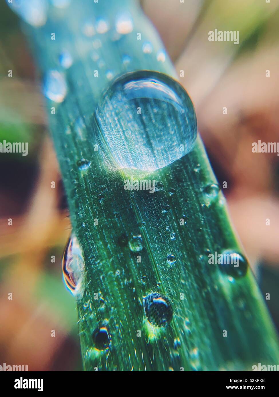 Spring raindrops on a blade of grass. Macro photography - Smartphone Captured Stock Image
