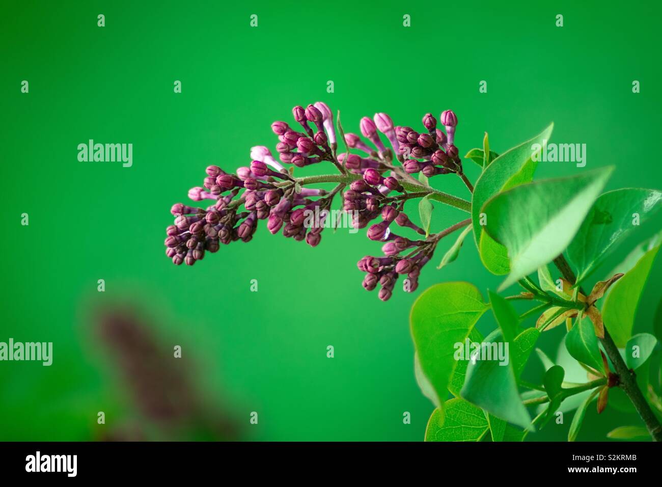Lilas hi-res stock photography and images - Alamy