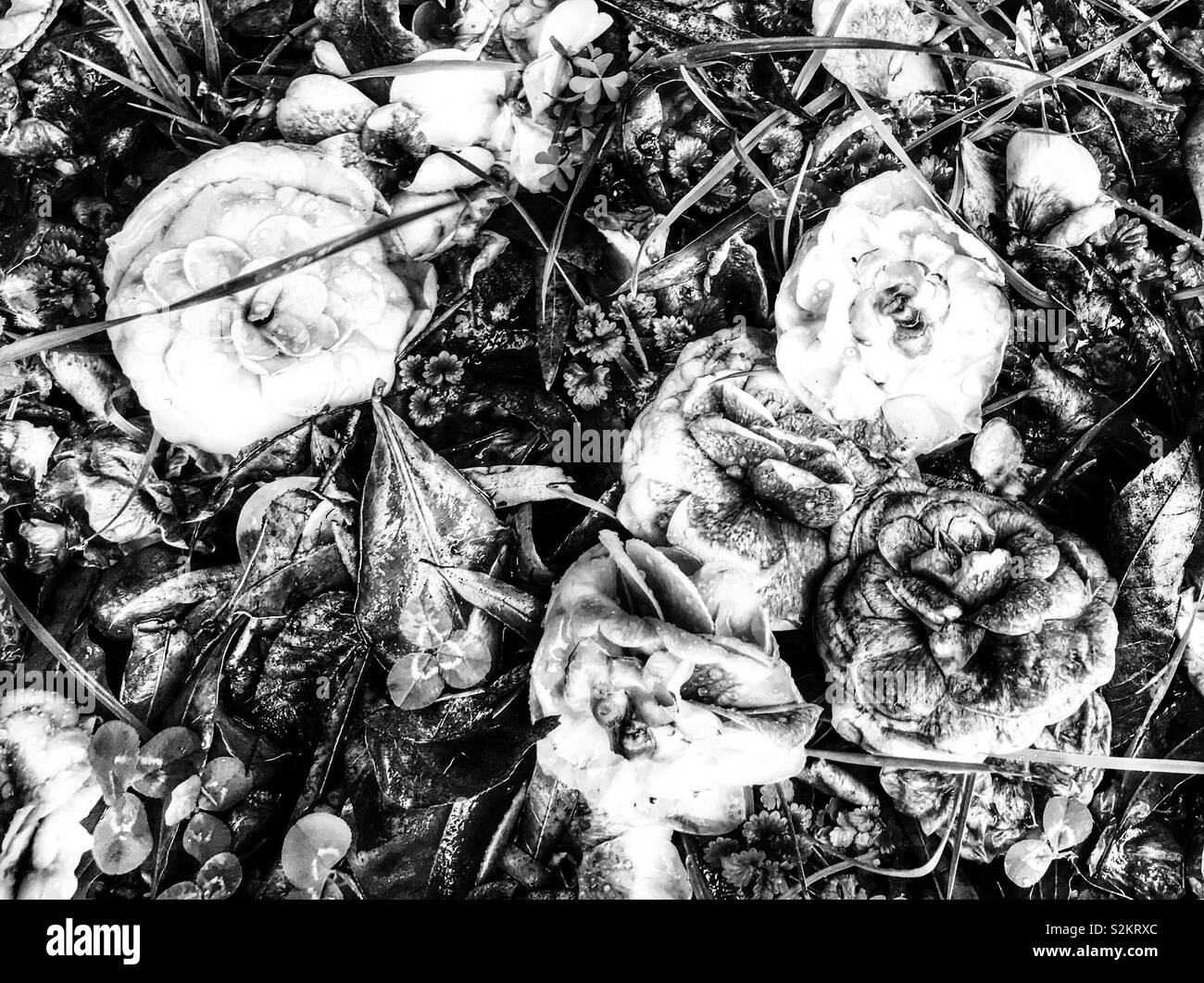 Black and white photo of deadheaded camellias on the ground Stock Photo