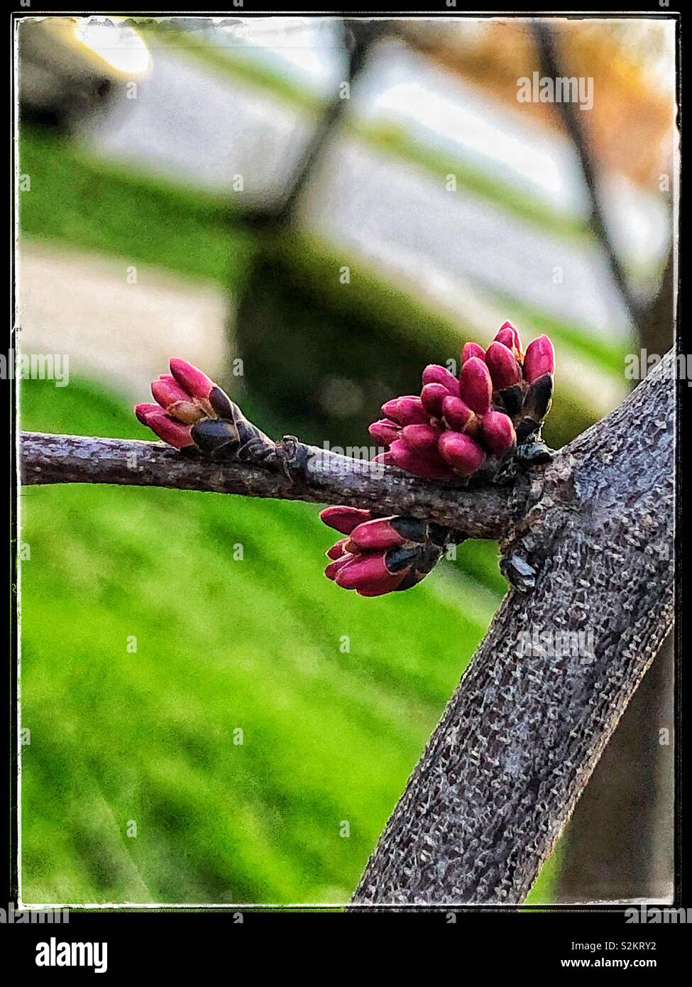 Budding trees hires stock photography and images Alamy