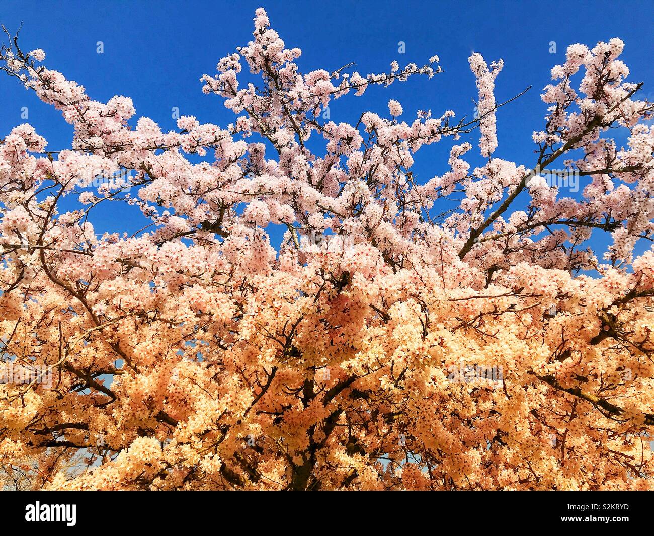 Cherry blossom tree in flower with morning light filter - Smartphone Captured Stock Image