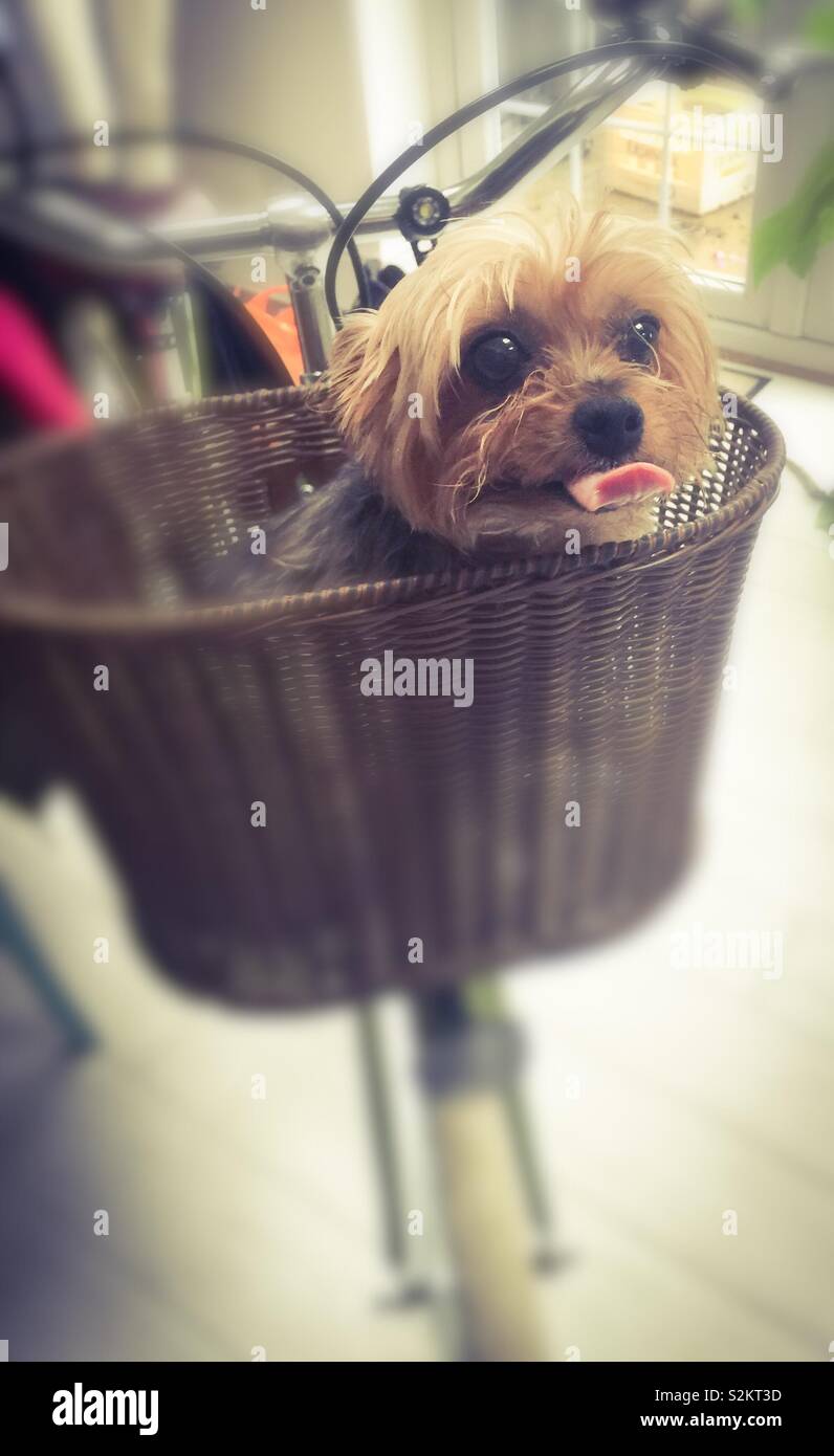 Dog in bicycle basket Stock Photo Alamy