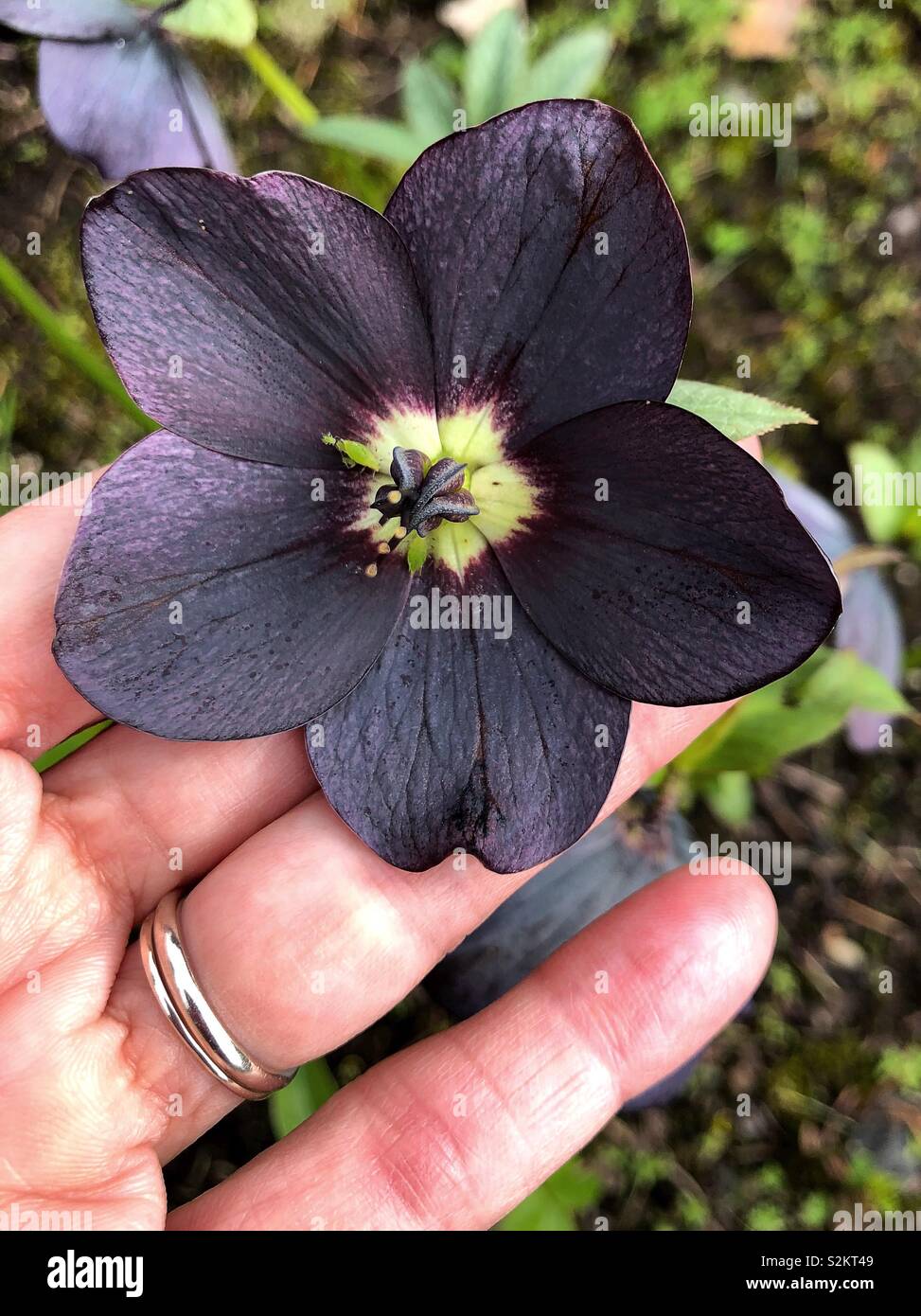 A black hellebore flower Stock Photo Alamy