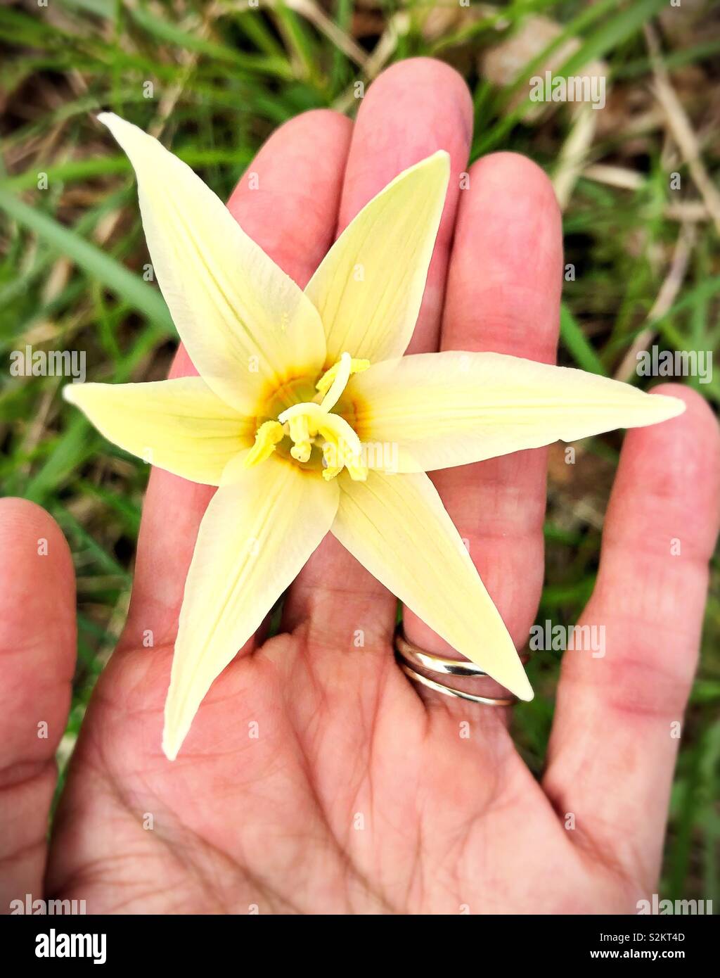 A wild fawn lily flower. Stock Photo