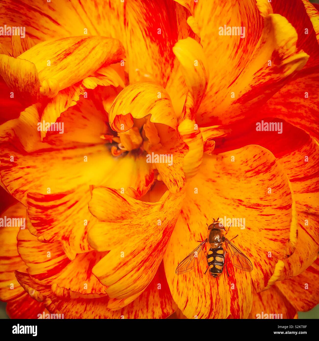 Orange ornamental tulip and hoverfly insect - Smartphone Captured Stock Image