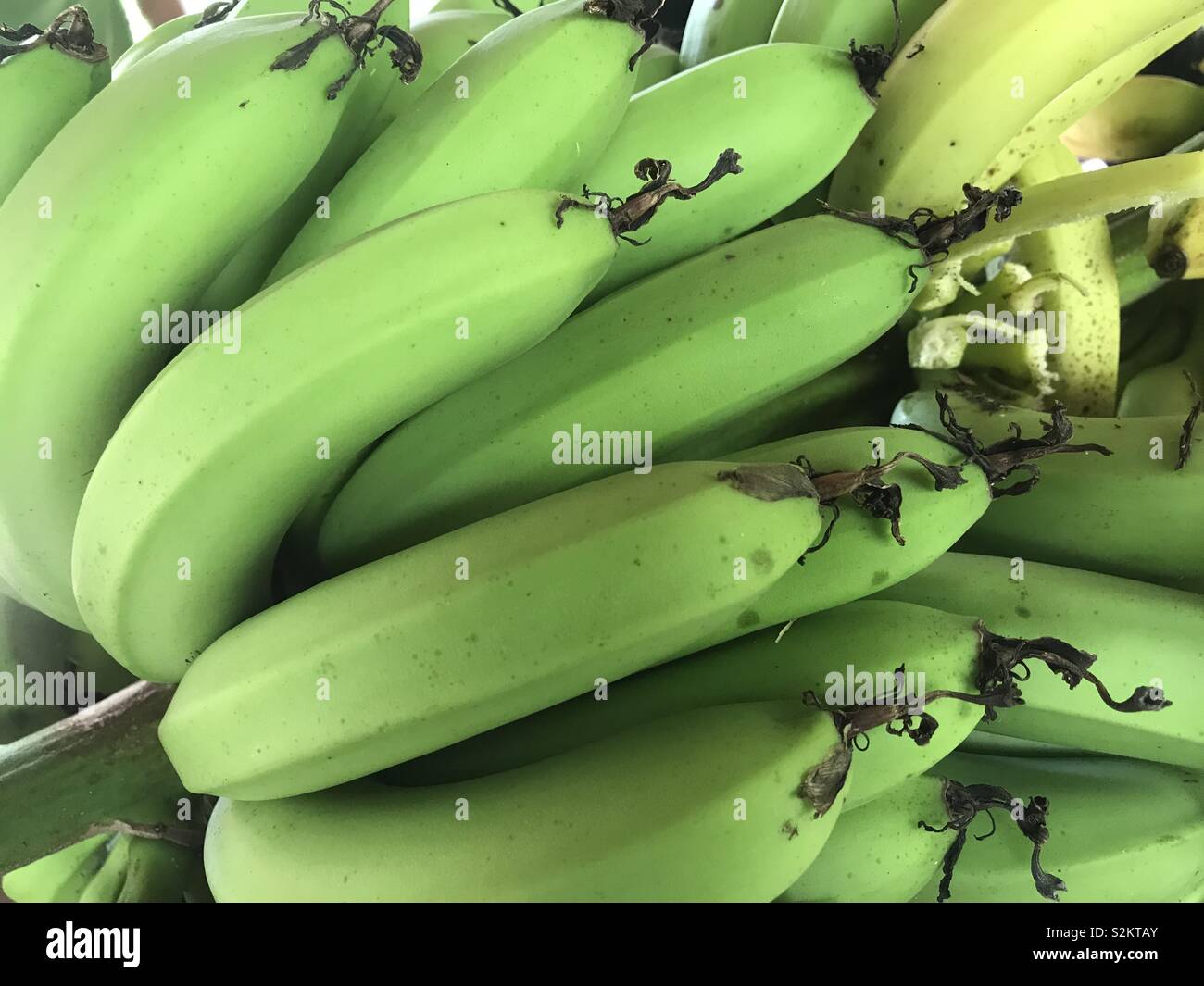 Bunch of plantain Stock Photo Alamy