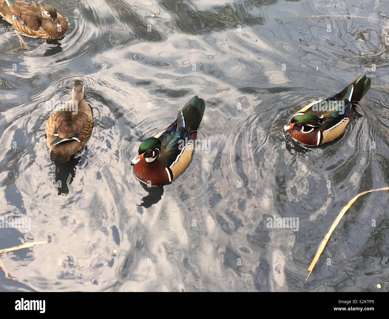 Feeding ducks at the Wetland Centre Stock Photo Alamy