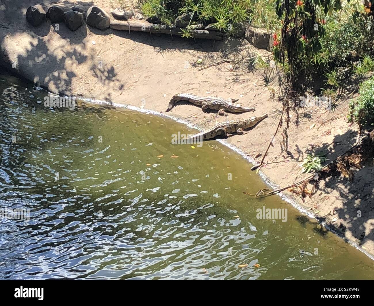 See You Later Alligator High Resolution Stock Photography And Images Alamy