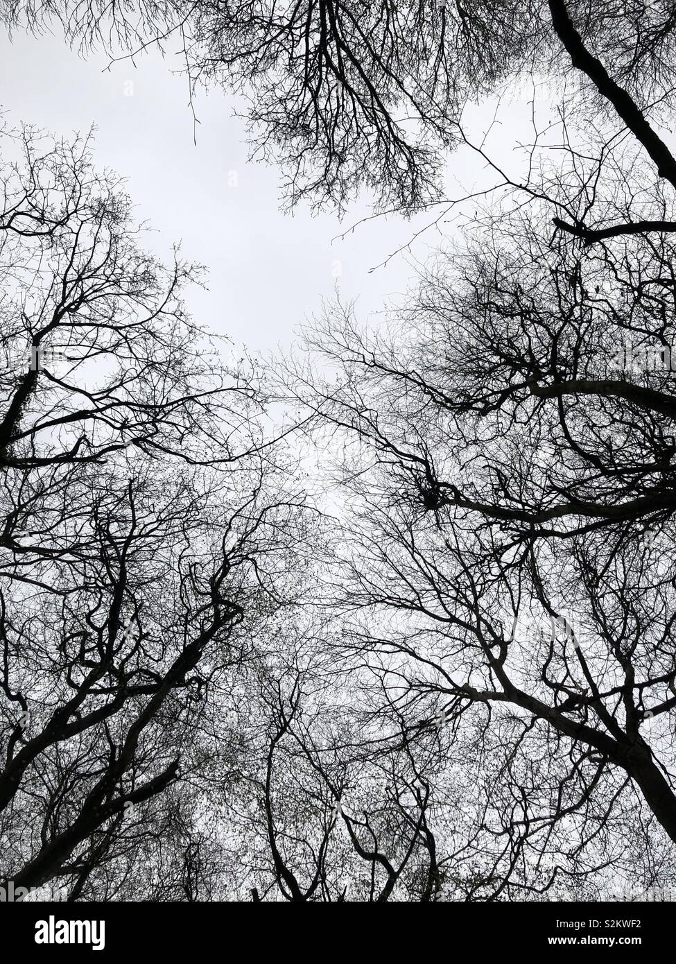 Looking up through lime trees at a grey sky Stock Photo