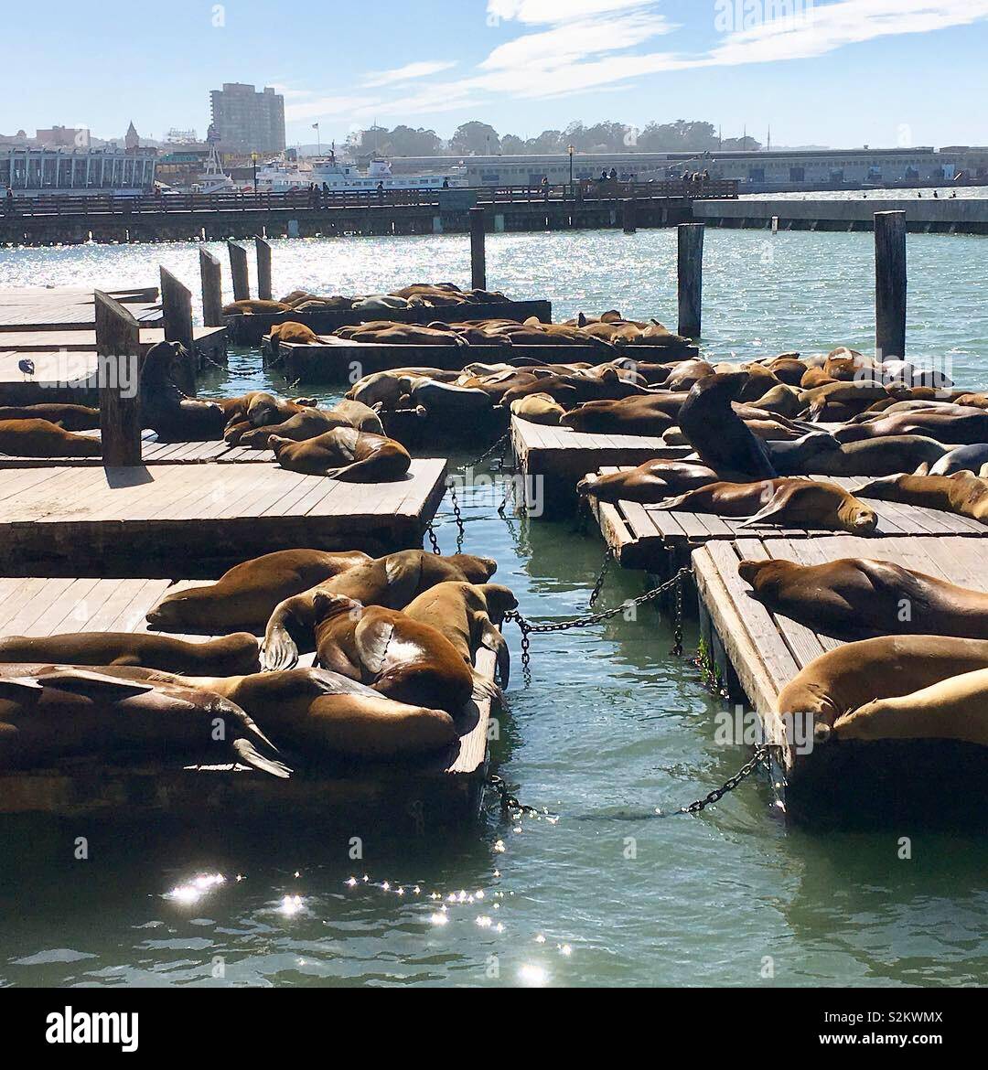 Sea lions at pier 39 San Francisco Stock Photo