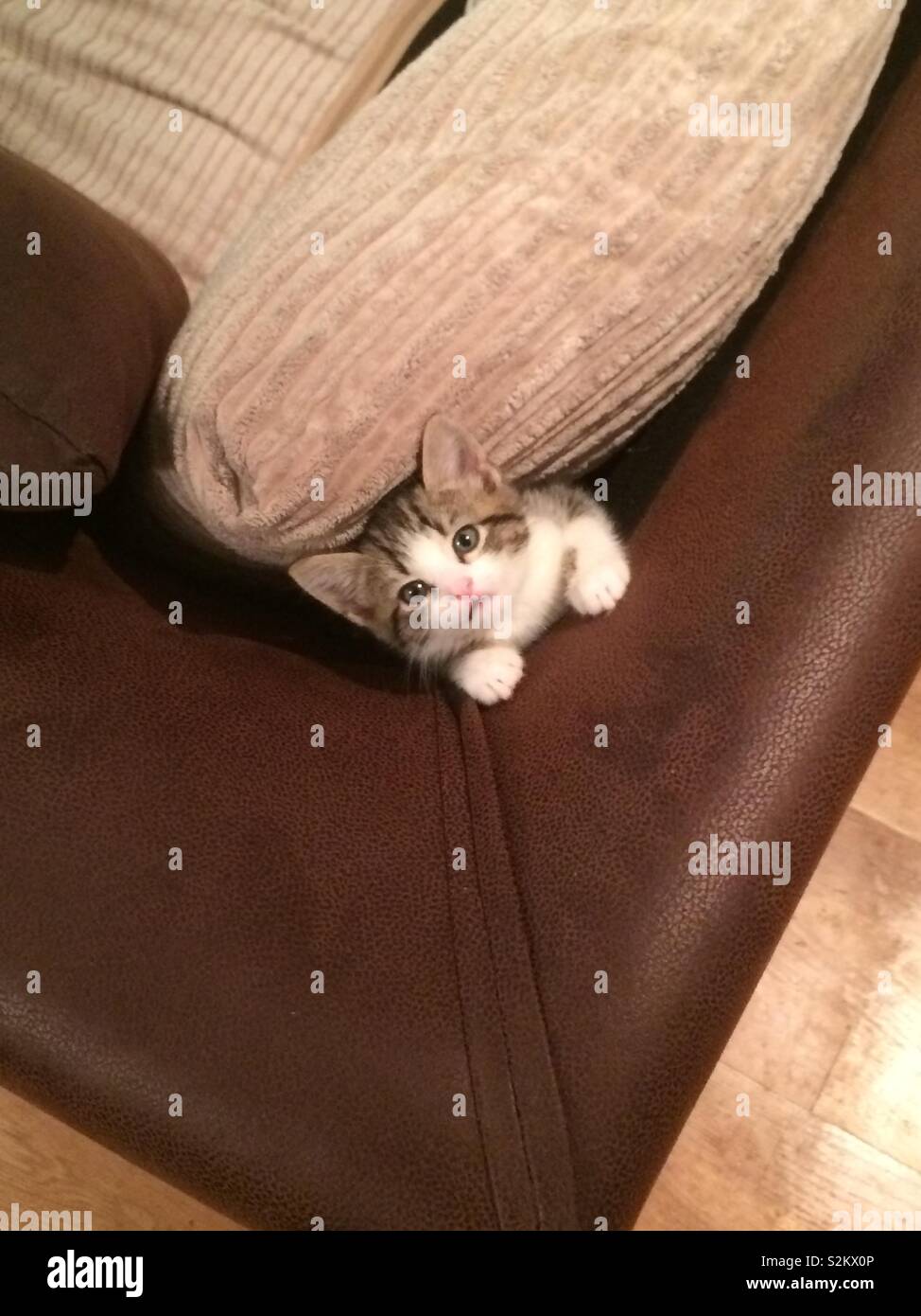 Cat stuck in a sofa Stock Photo Alamy