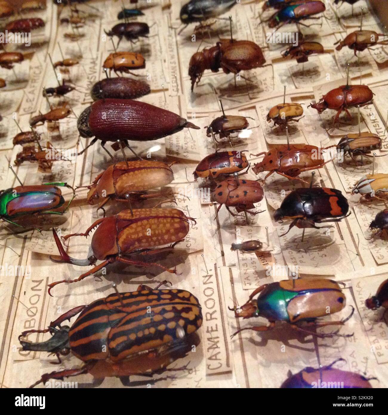 Beetle collection Stock Photo