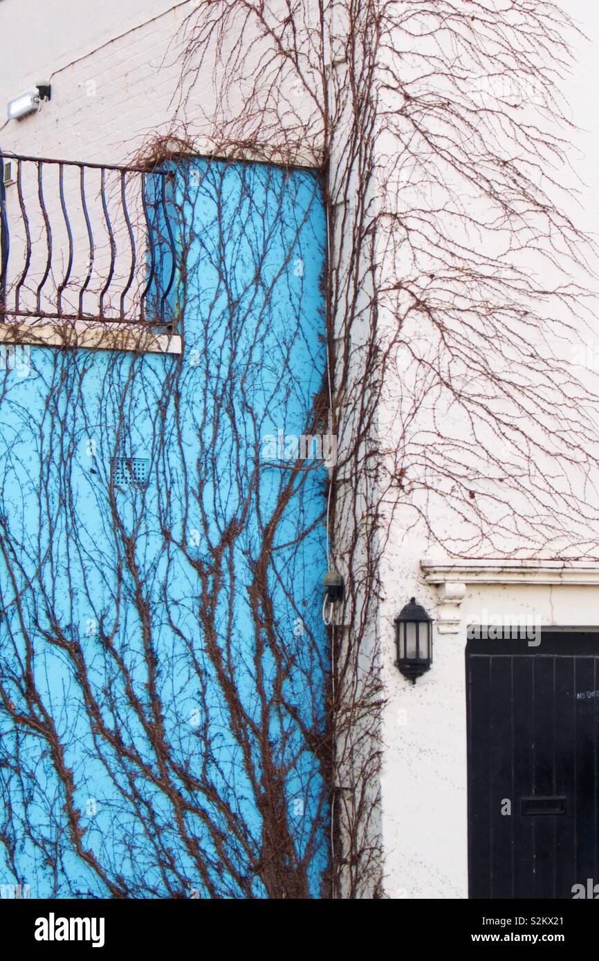 Virginia creeper on blue and white wall - Smartphone Captured Stock Image