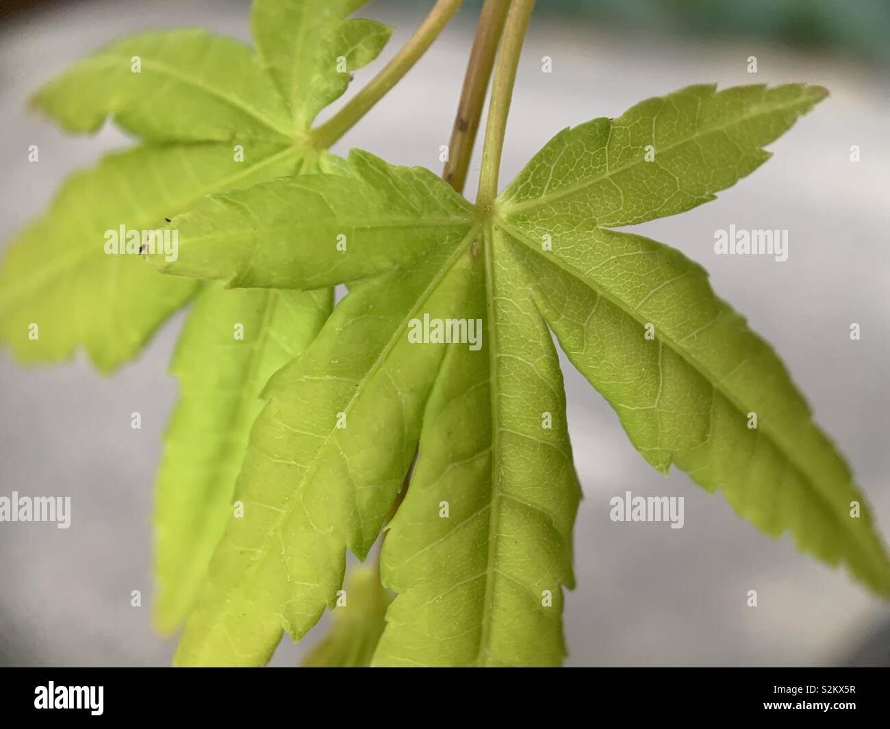 Baby maple leaf macro Stock Photo