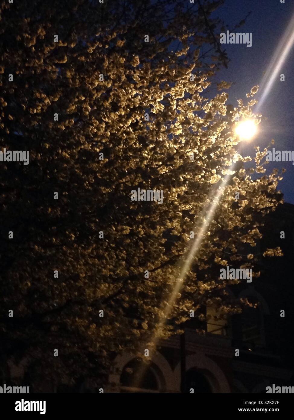 Light beaming out of a tree Stock Photo