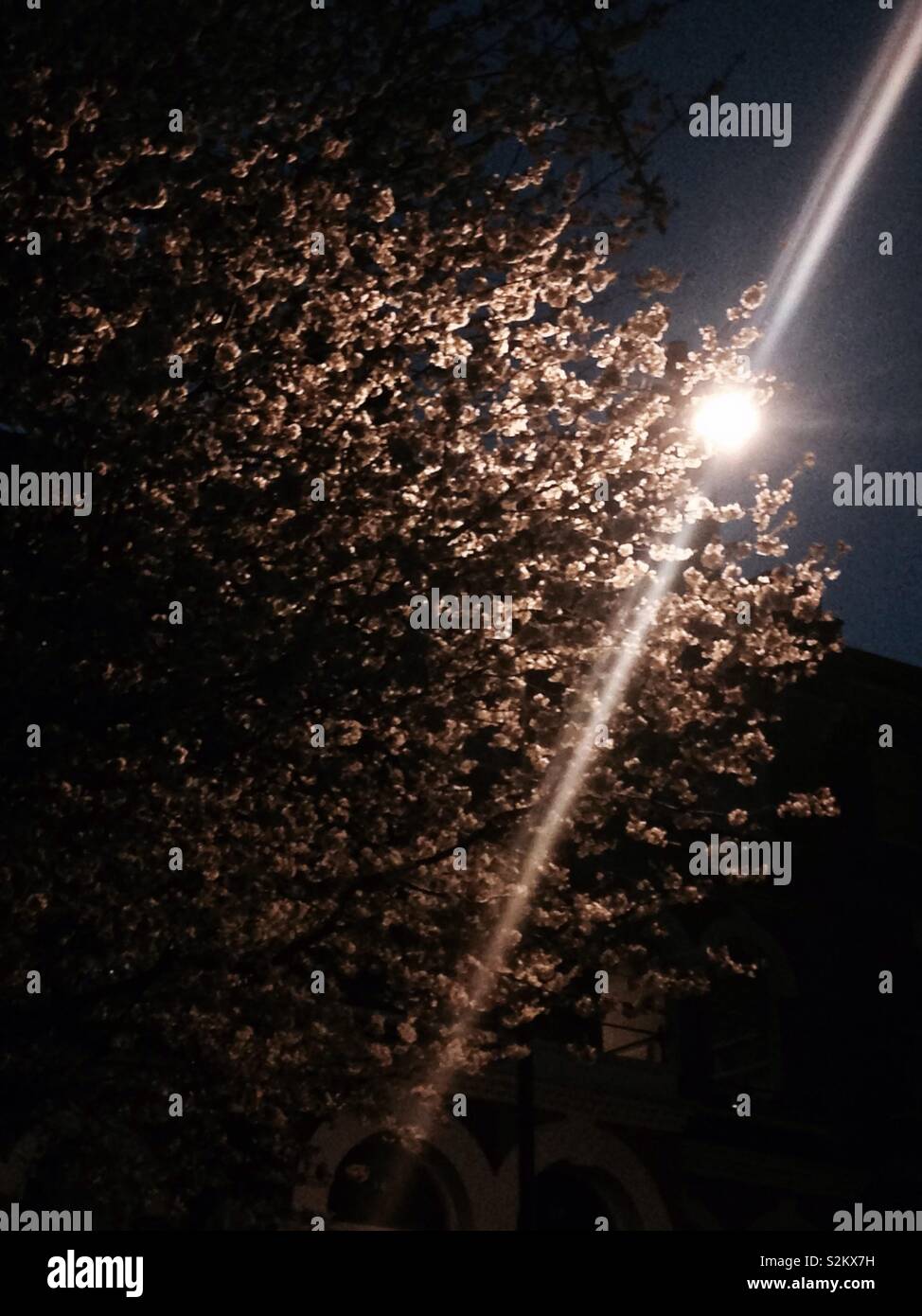 Light beaming out of a blossom tree Stock Photo