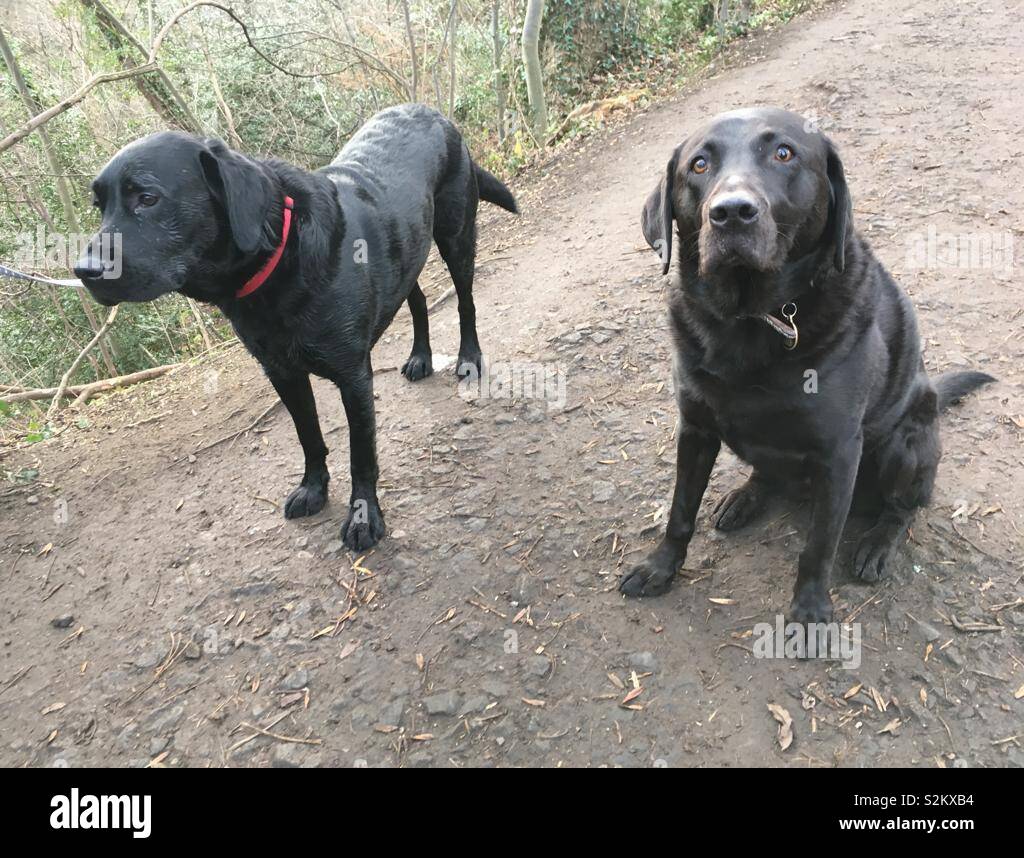 2 black labs
