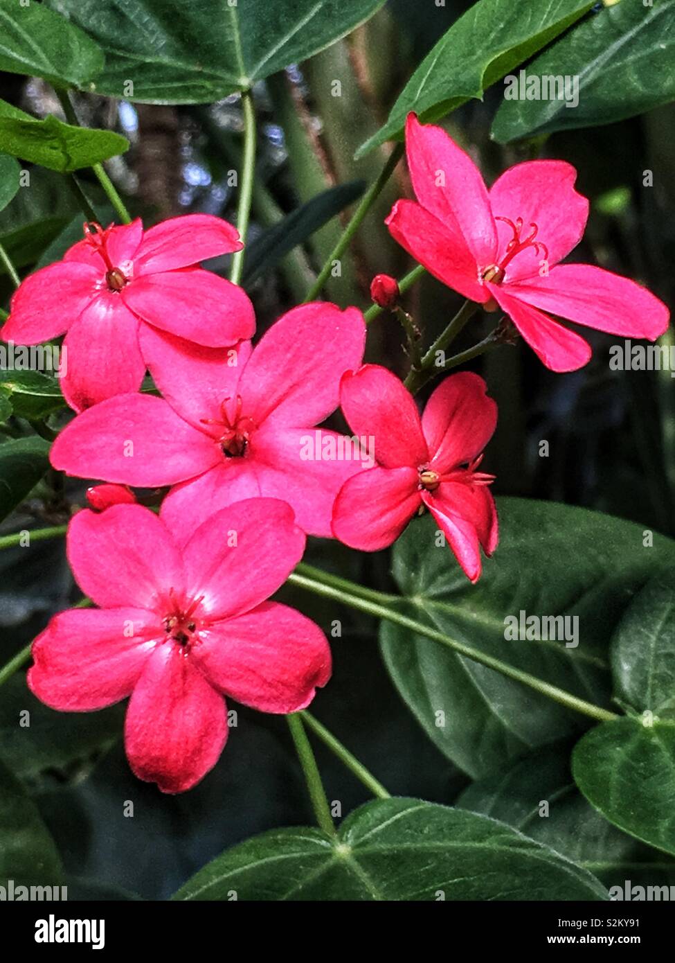 Hot pink Jatropha integerrima, peregrina or spicy jatropha flowers growing in a garden. Stock Photo