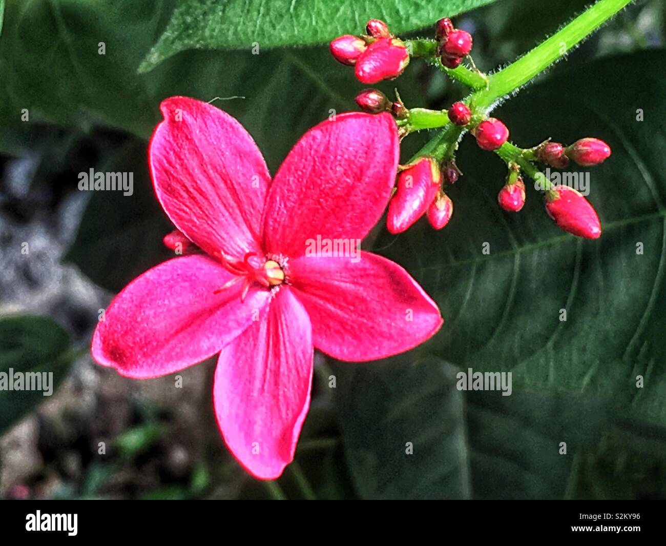 Hot pink Jatropha integerrima, peregrina or spicy jatropha flower growing in a garden. Stock Photo