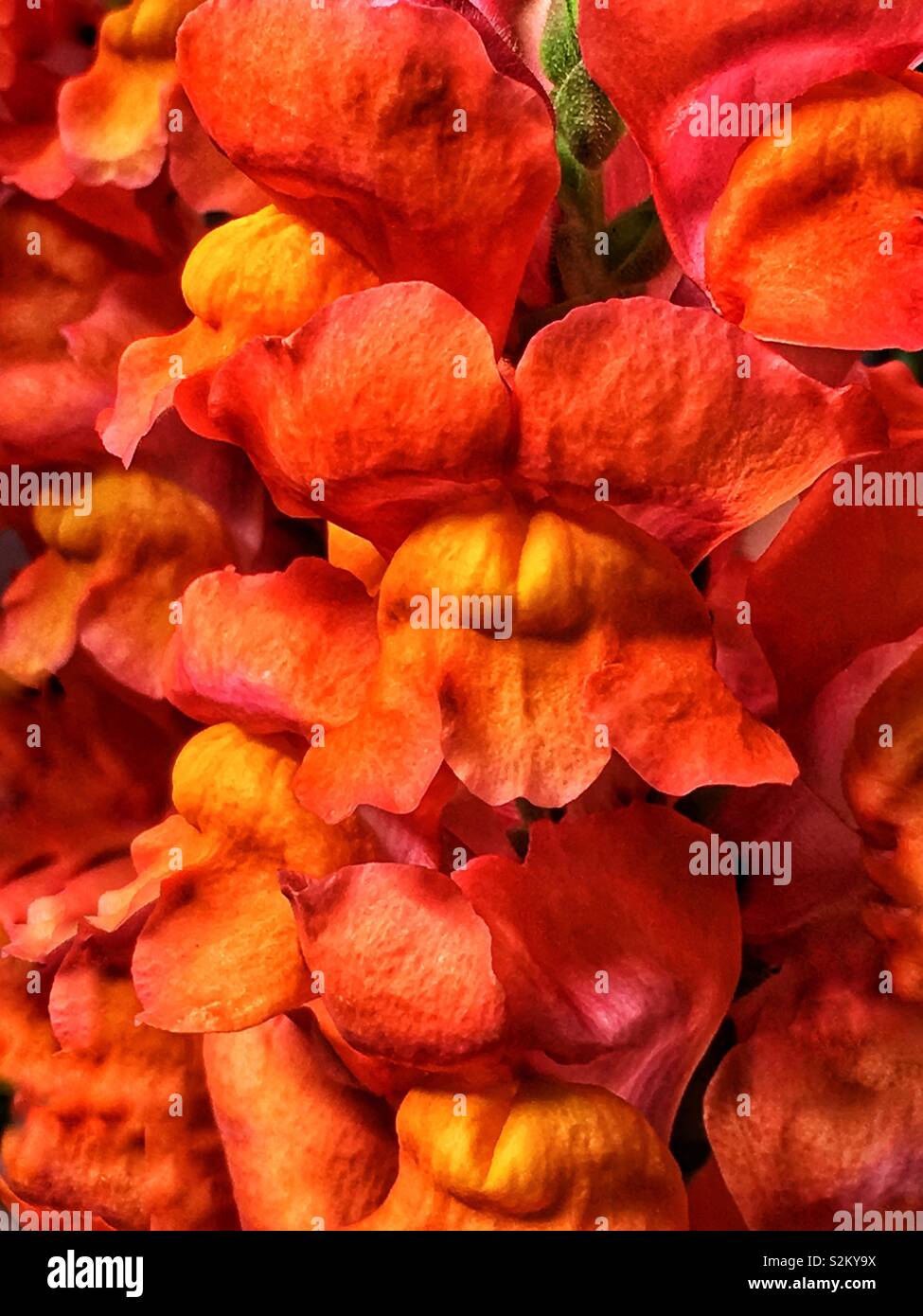 Full frame of hot pink and orange Matthiola incana, hoary stock, night-scented stock, evening-scented stock, tenweeks stock flowers. - Smartphone Captured Stock Image