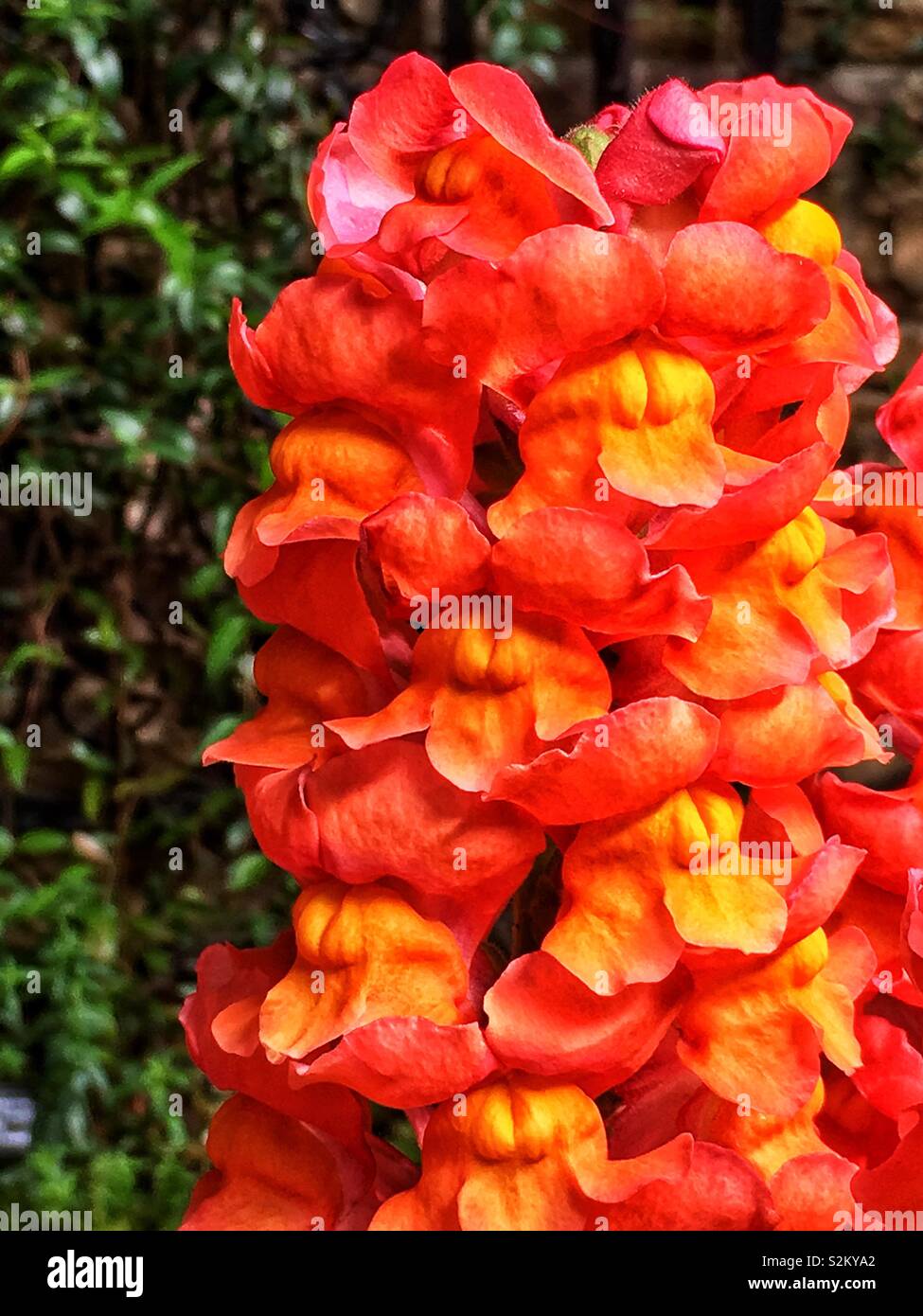 Hot pink and orange perfect amazing Matthiola incana, hoary stock, night-scented stock, evening-scented stock, tenweeks stock flowers. - Smartphone Captured Stock Image