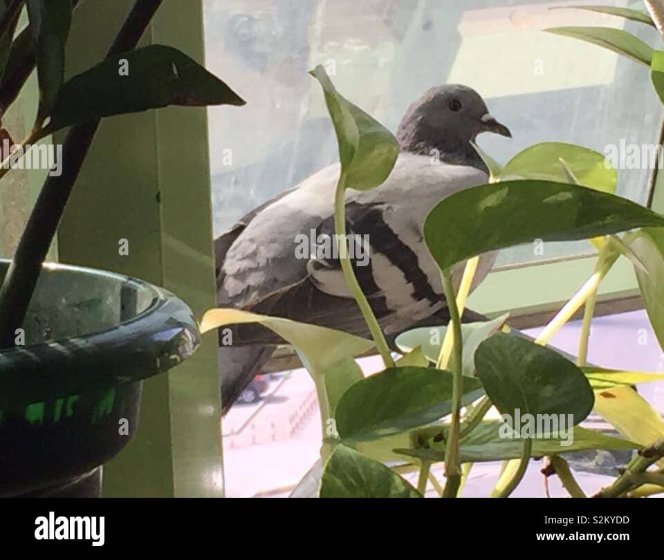 Pigeon in the window Stock Photo Alamy